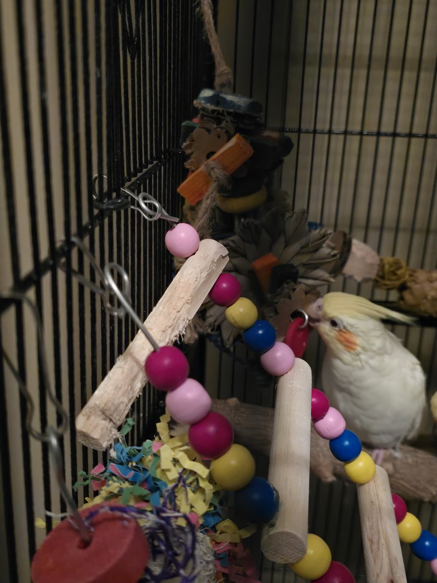 WereTheFlockers's tweet photo. Nothing is safe from Mallows beak... https://t.co/LFs68AK2P0