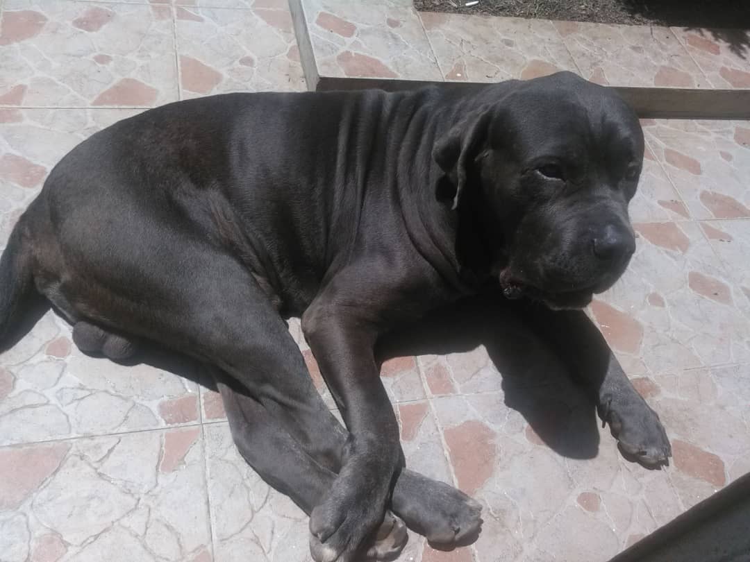 <a href="/moniczc/">hasta El final 🇻🇪</a> Arpa y Thor (hijo) son las mascotas del coronel y preso político García Palomo. Fueron detenidos el 22/07/2018 y recluidos en la jaula "La Palomera" de El Helicoide. Al coronel nunca le permitieron verlos. Thor fue "liberado" en 2020.