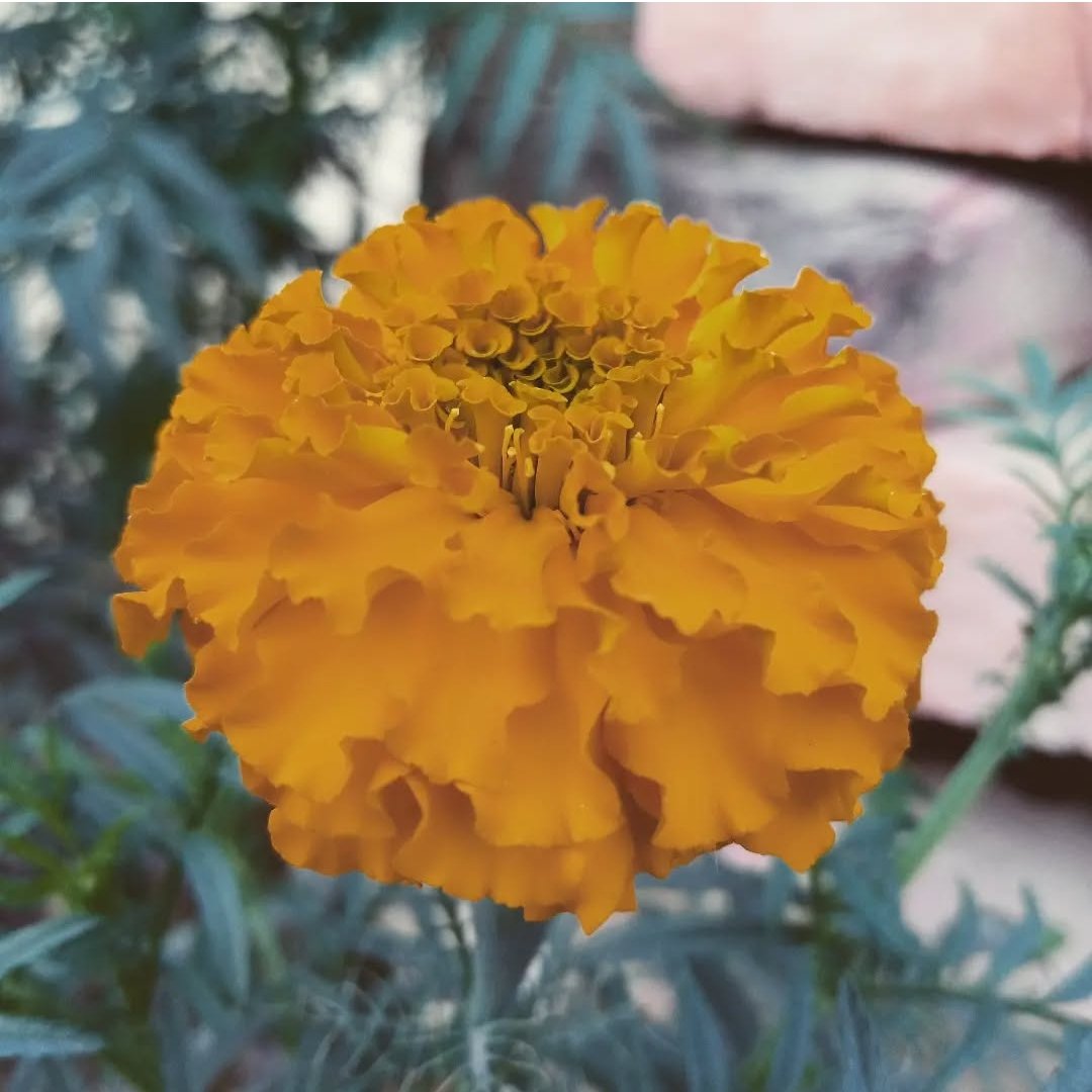 आपकी तपस्या , आपका अनुशासन आपकी या निजी उपलब्धियां दूसरों को judge करने का लाइसेंस नहीं है...🌻

Good morning friends 🌻❤️