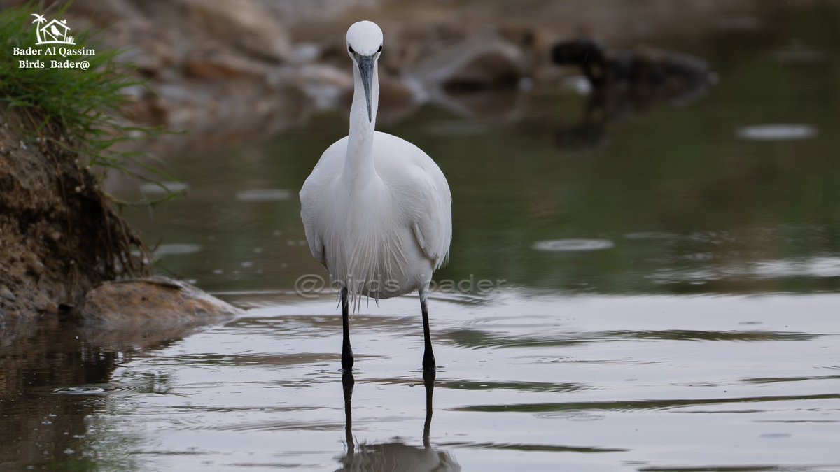 بلشون أبيض صغير 

Little Egret

Egretta garzetta

الحالة : مهاجر

الموقع : منطقة الرياض

#السعودية #طيور_السعودية  
#birds #تصويري #saudi_birds #طيور #هشتاق_السعودية #Egrettagarzetta
#LittleEgret
#المركز_الوطني_للتنمية_الحياة_الفطرية

حساب خاص لرصد طيور السعودية 
 <a href="/Birds_bader2/">راصد طيور السعودية Saudi birds 🇸🇦</a>