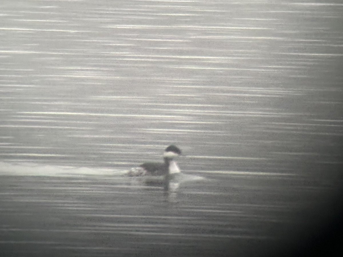 The Birds of Wintersett tweet media