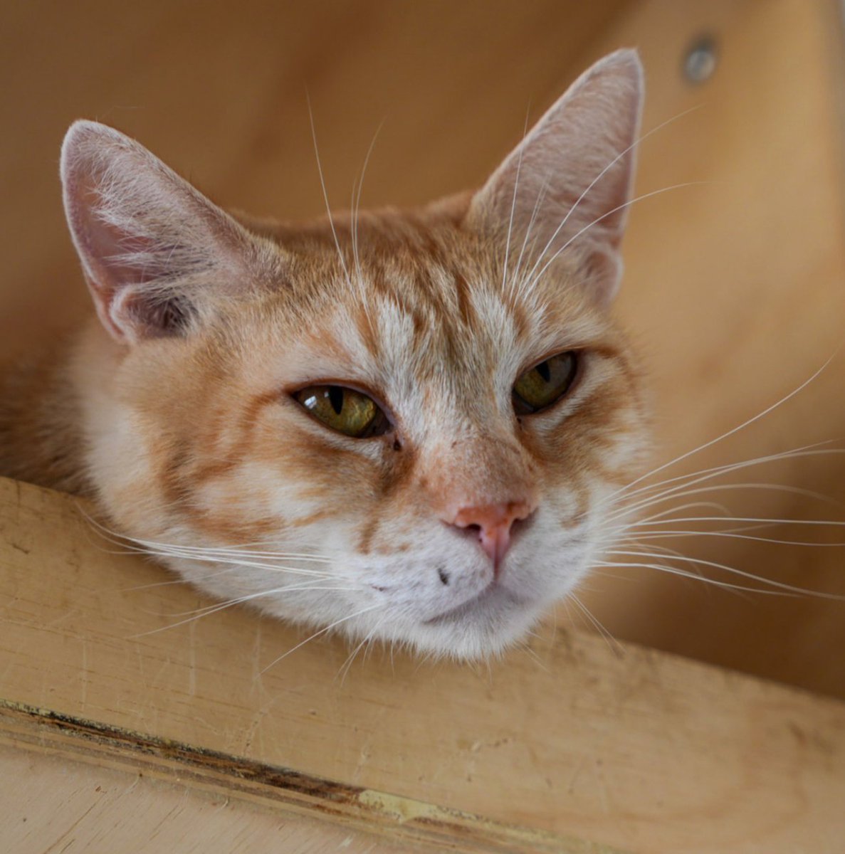catlandrescue's tweet photo. Conklin passa os dias aqui sonhando com um colinho cheio de amor e cafunés, para ele ser muito feliz e cuidado.

Marque uma visita logo e vem conhecê-lo! ❤️

adote@catland.org.br https://t.co/xKouC7myQa