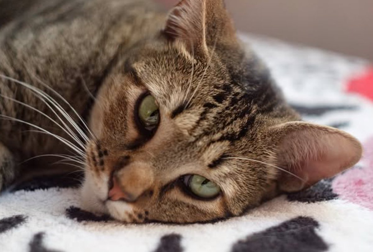 catlandrescue's tweet photo. Creonte é nosso tigradinho tímido, mas com coração de ouro. Ele foi encontrado vivendo num telhado com sua mamãe, que sumiu depois de um tempo. A senhora que os alimentava falou com a gente, e nós fomos correndo acolher esse bigode! ❤️

adote@catland.org.br https://t.co/6s0BRBpD5U