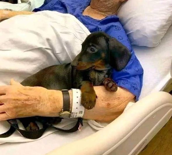 do you think pets should be allowed in the hospital room to be with their dying loved one?