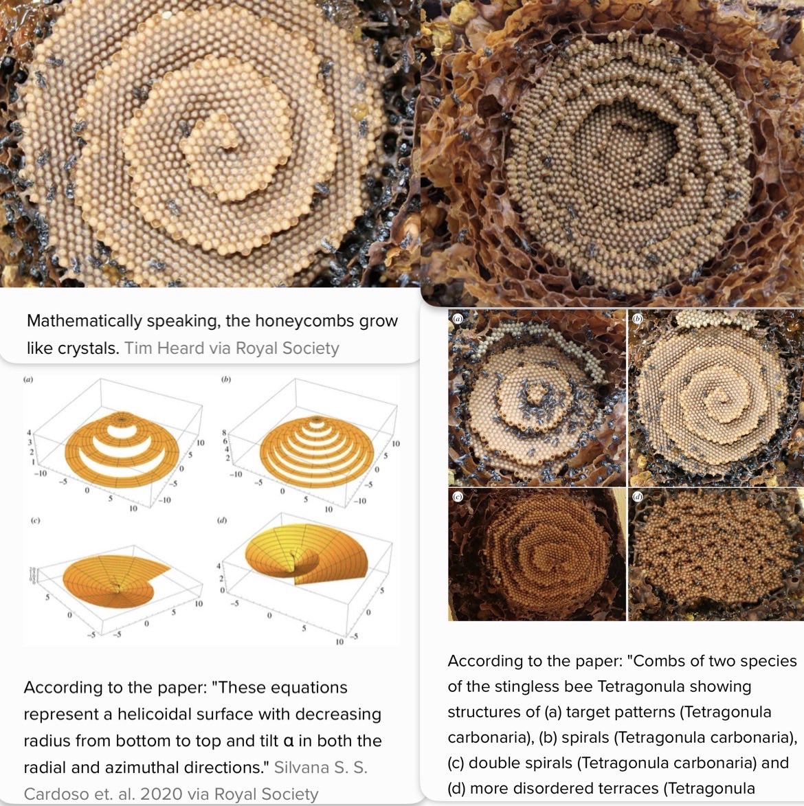 Dreamscapes42's tweet photo. Species of stingless bee that follows a crystal growth algorithm for the comb...When bees follow the same rules in a different part of the hive, a pattern emerges overall.

These bee patterns are still based on the essential chemical rules that govern all matter on Earth. 🐝 https://t.co/nofOpng87I