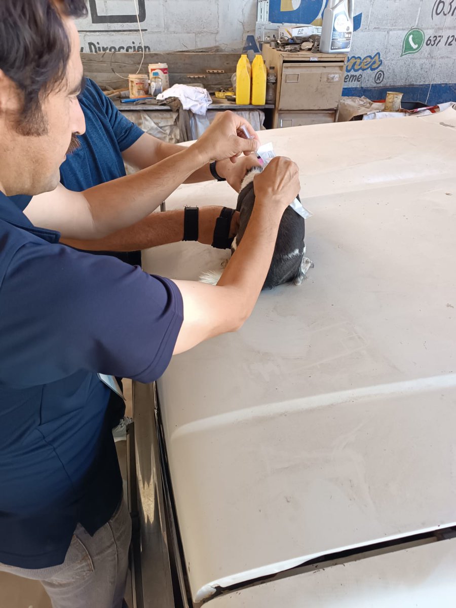 ds02caborca's tweet photo. Hoy miércoles, personal de operación territorial del DS02 realiza visitas domiciliarias para aplicación de vacuna antirrábica canina y felina en la Colonia Lizárraga de Caborca. https://t.co/peFvUTtRVQ