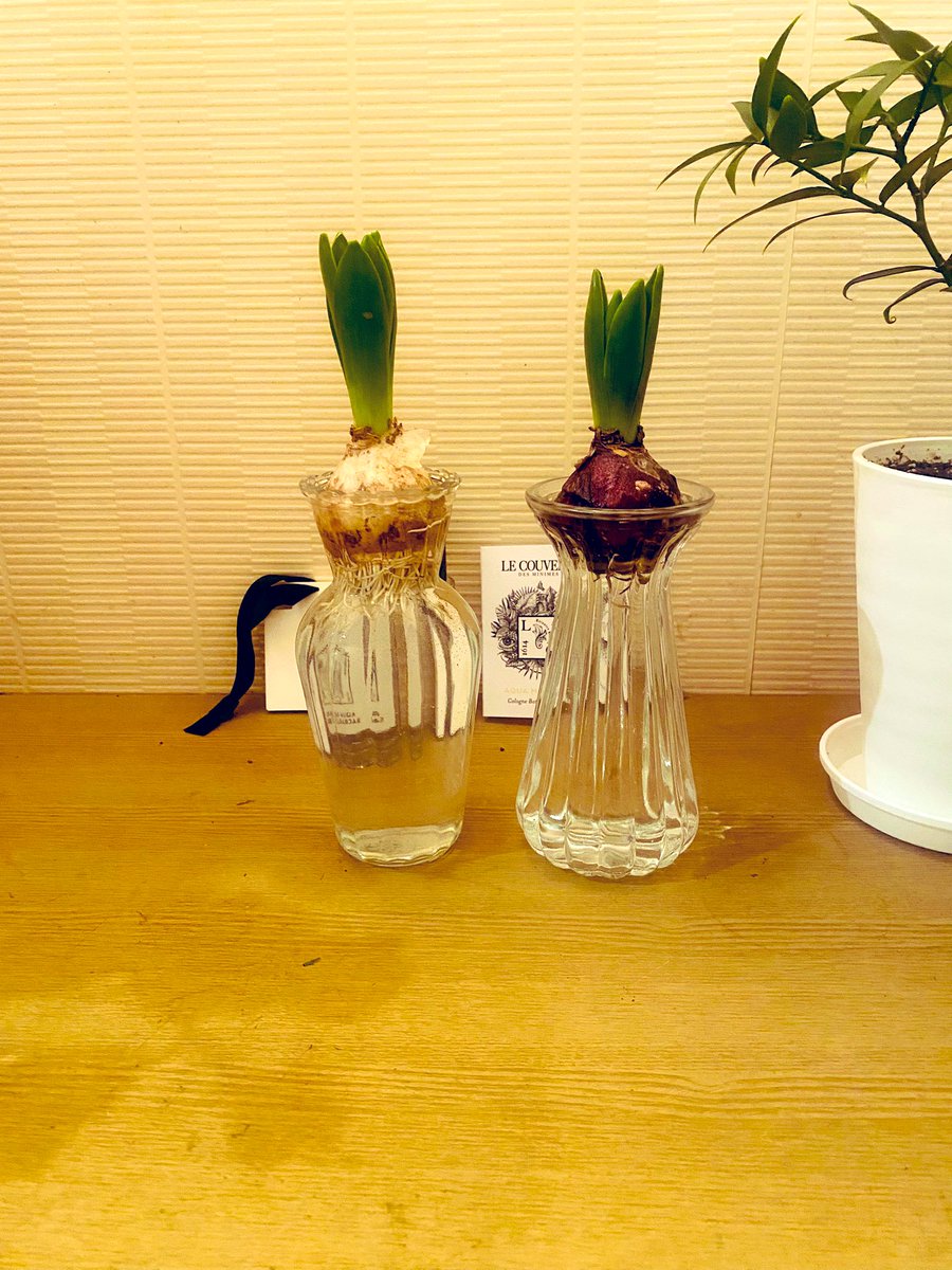 長年これがしたいー、と言っていましたヒヤシンス、丁度頃合いの良い可愛いのがみつかりました
夫は一所懸命選んで、大切に持って帰りました
髭根っこの処理は私の仕事でした笑
良かったねー♪