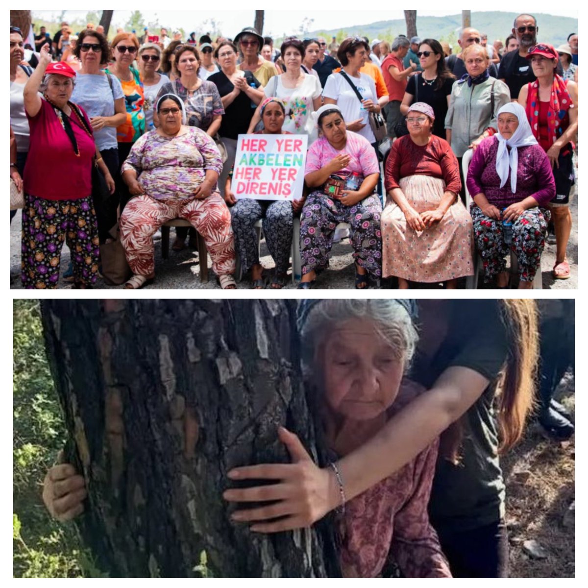 Bunlar Anadolu'nun şalvarlı kadınları değil miydi?
Akp'li olmadıkları için mi zeytinlerini yok edip topraklarına göz koydunuz?