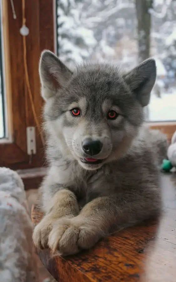 wolf_lovers__'s tweet image. Say YES If you like this Picture💐