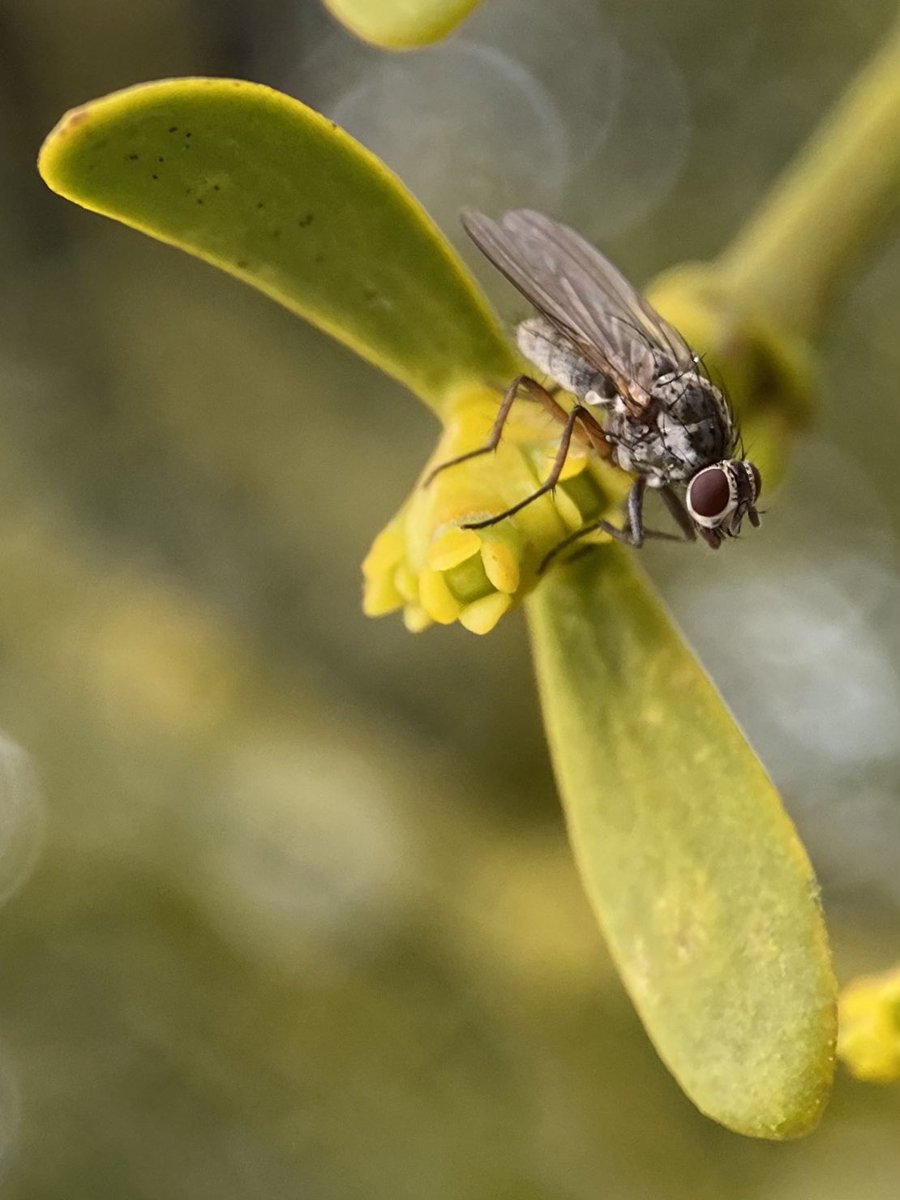 StevePa46290725's tweet image. I’ve never really thought about what pollinates Mistletoe flowers - until today. Several small flies (Lesser Housefly perhaps) attracted to these barely open flowers today. #fly #pollinator #mistletoe