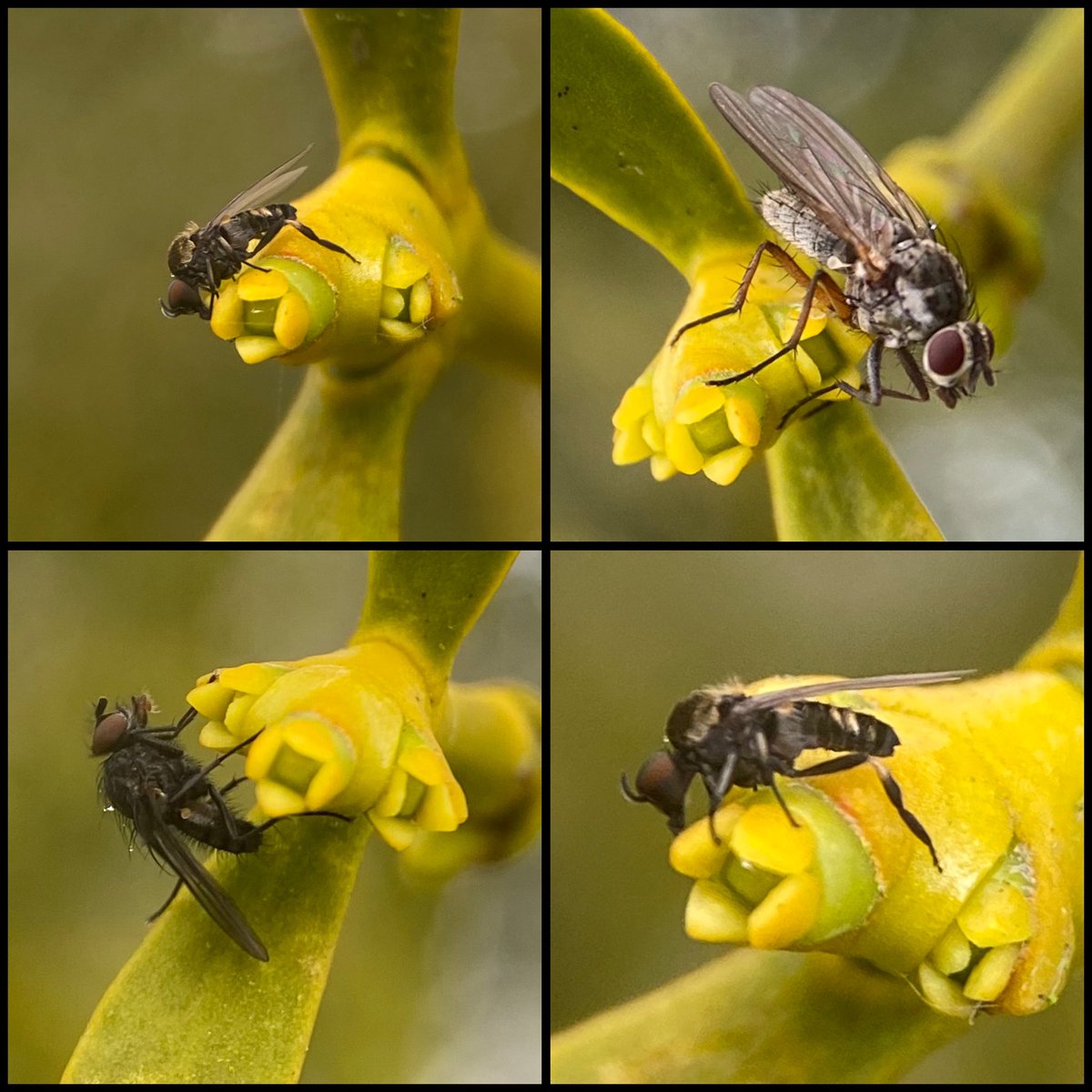 StevePa46290725's tweet image. I’ve never really thought about what pollinates Mistletoe flowers - until today. Several small flies (Lesser Housefly perhaps) attracted to these barely open flowers today. #fly #pollinator #mistletoe