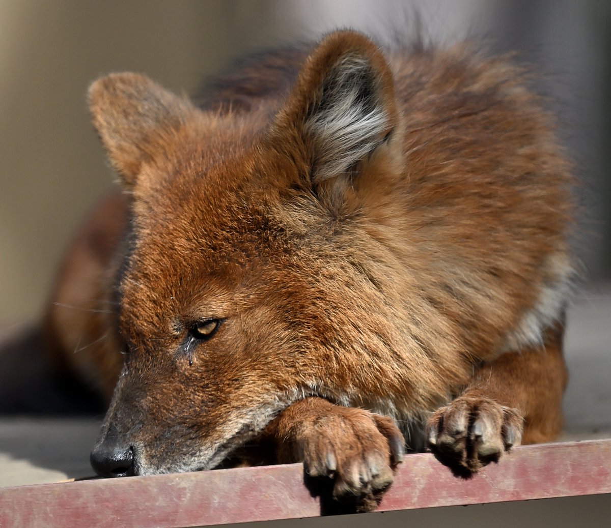 池ぽん(´・ω・`) tweet media