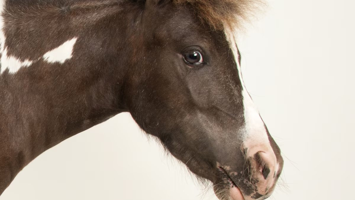 Horse Says The Real Risk Is What Happens To The Economy When The Car Bubble Pops