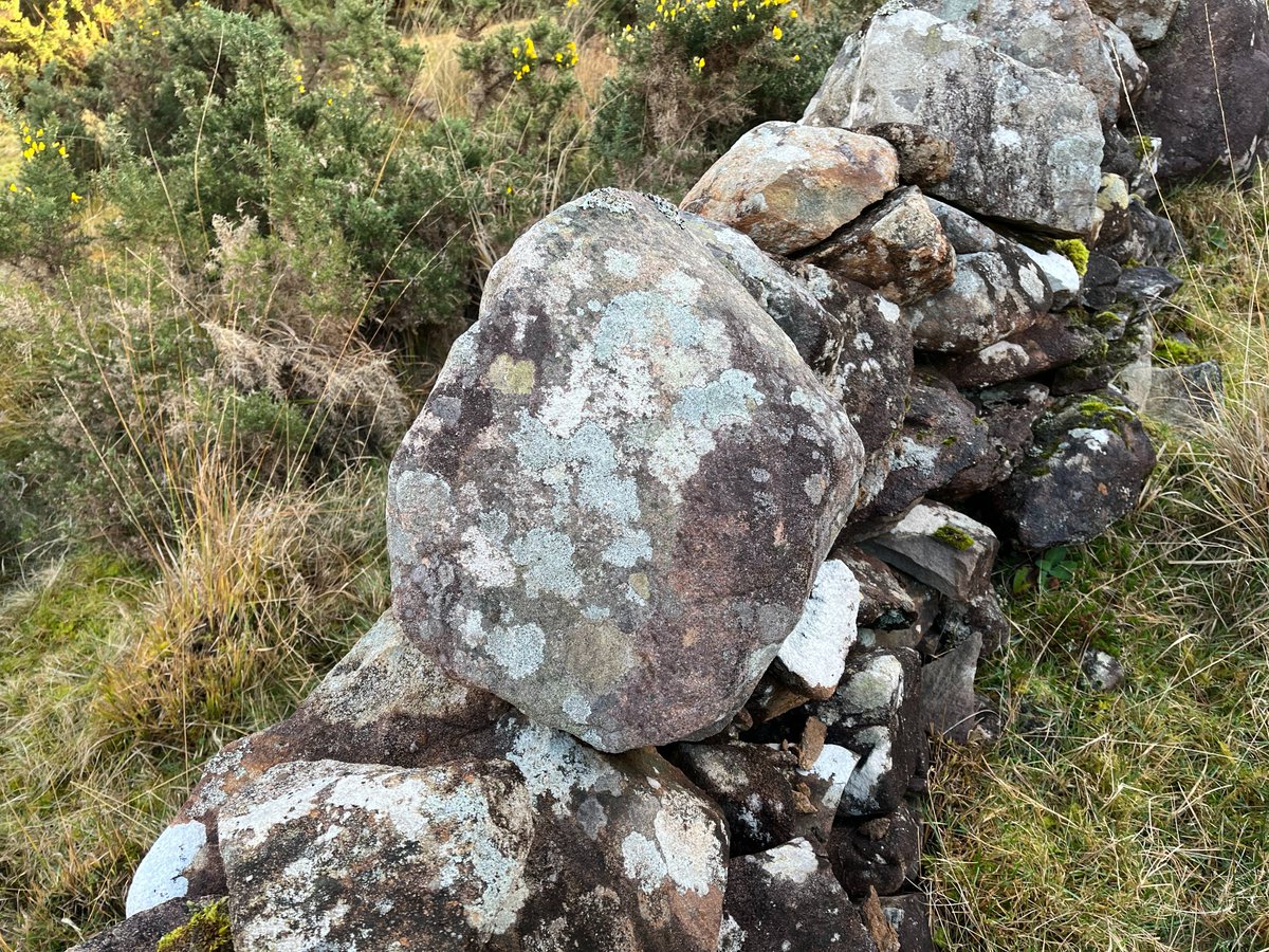 CAP Network Ireland tweet media