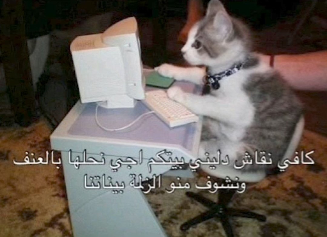 أم يزيد tweet media