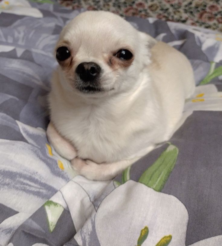 #트친소

치와와