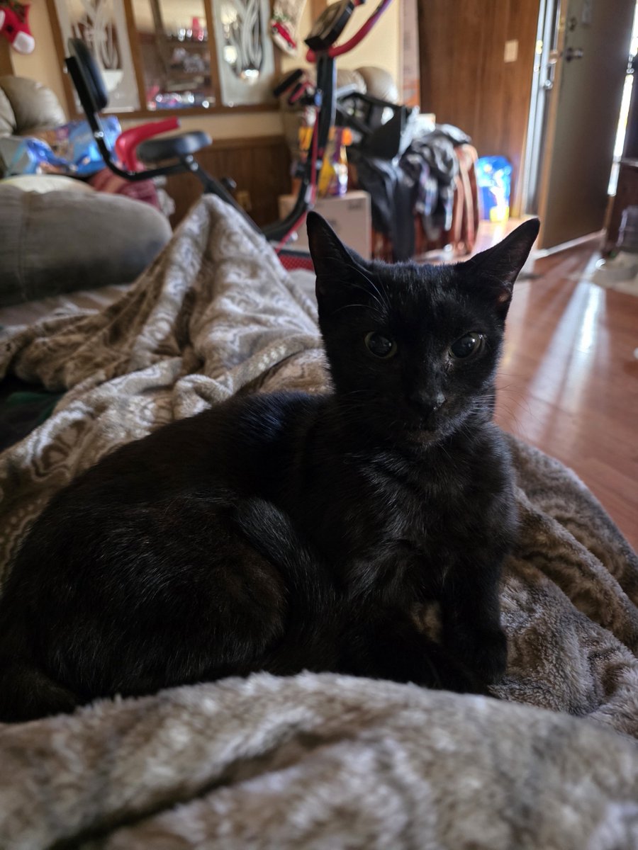 sweetgeorge84's tweet photo. I don't want to go back to the vet tomorrow dad.😾 https://t.co/Yee41IoqfE