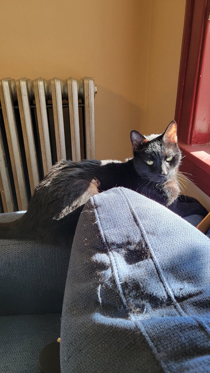 BlazinBruja420's tweet image. I LOVE SUNSHINE! 🐈‍⬛️☀️

#feline #BlackCat #Cat #familiar #furbaby #PetLove #catlovers #CatLife #kittycat #AnimalLovers