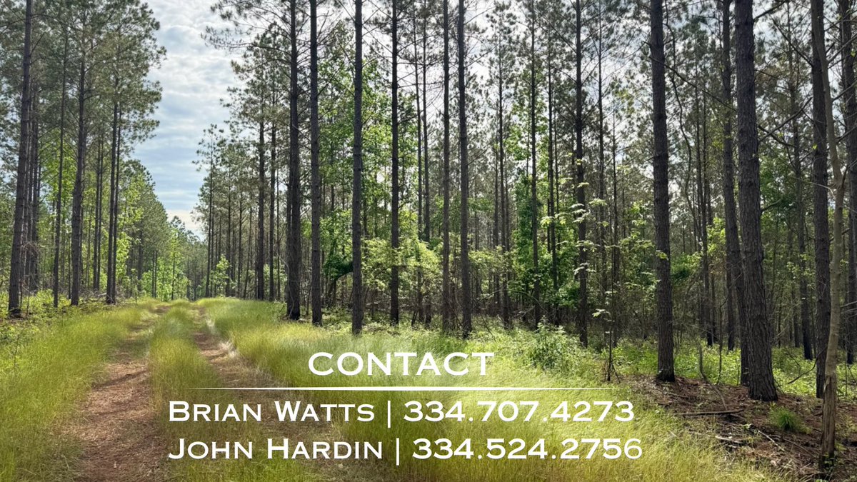 Looking for land in Chambers County, Alabama?

This property offers privacy, natural timber, and a strong setting for long-term ownership or future development. Opportunities like this don’t come around often in this area.

johnhardinland.com/properties/149…