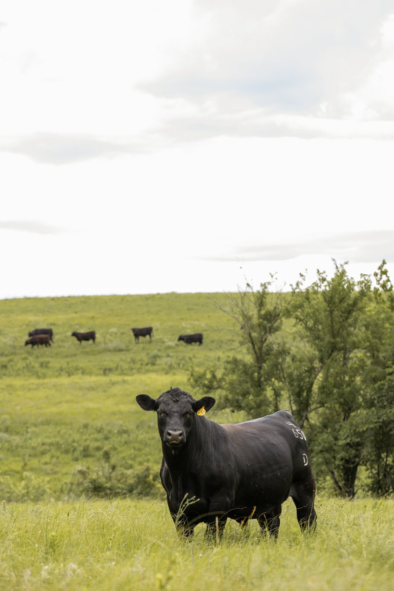 Angus Journal editor tweet media