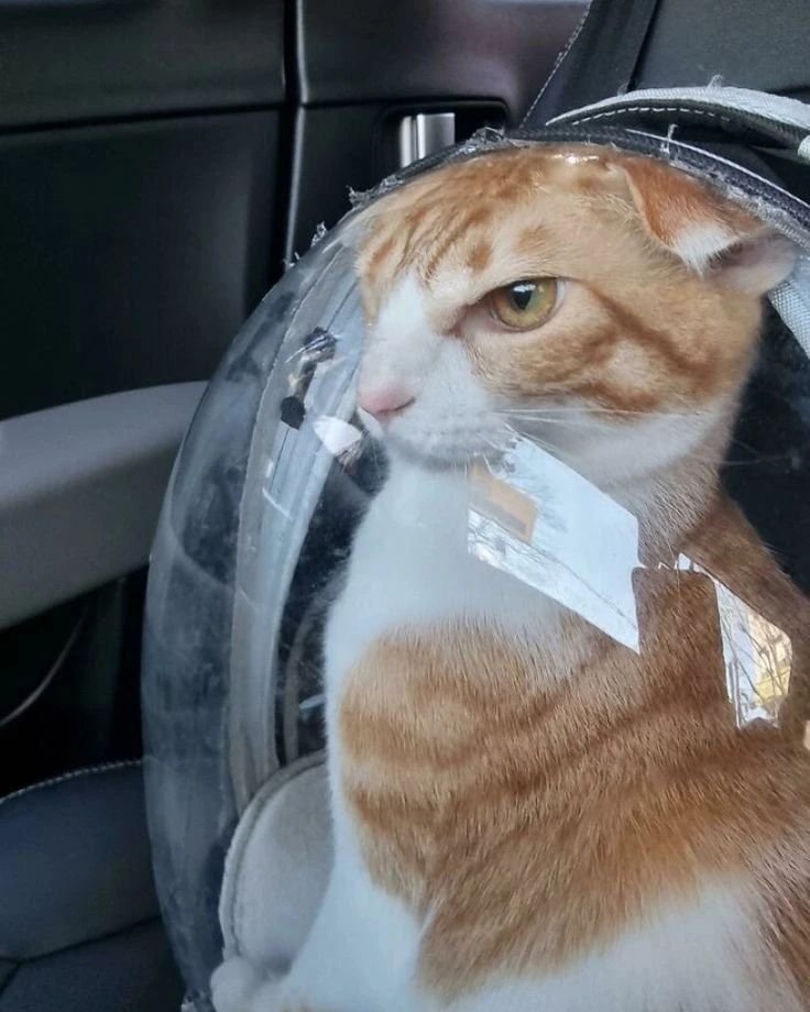 PunchingCat's tweet photo. https://t.co/vzEjmBCfGX