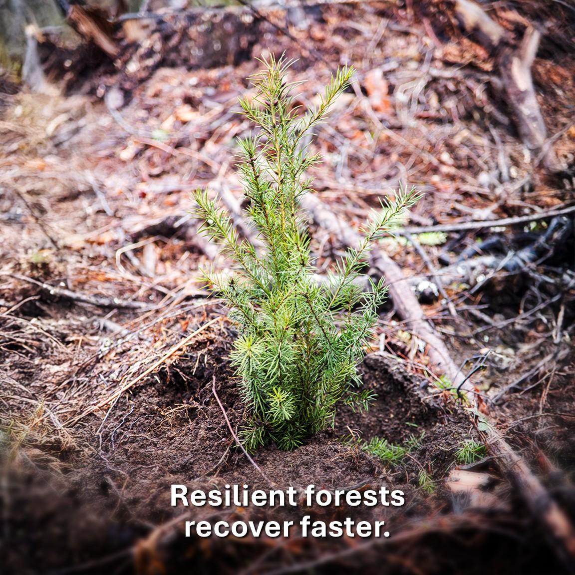 WAWorkingForest's tweet photo. Washington's working forests use integrated approaches to boost forest health and resilience—helping forests recover faster from natural challenges. #ModernAmericanForestry #workingforests #Forestry #Reforestation #ClimateResilience https://t.co/f6BjIrQc9C