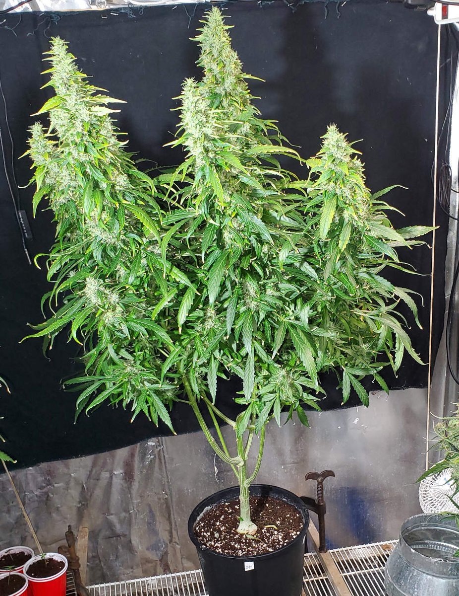 Auto Seeds tweet media