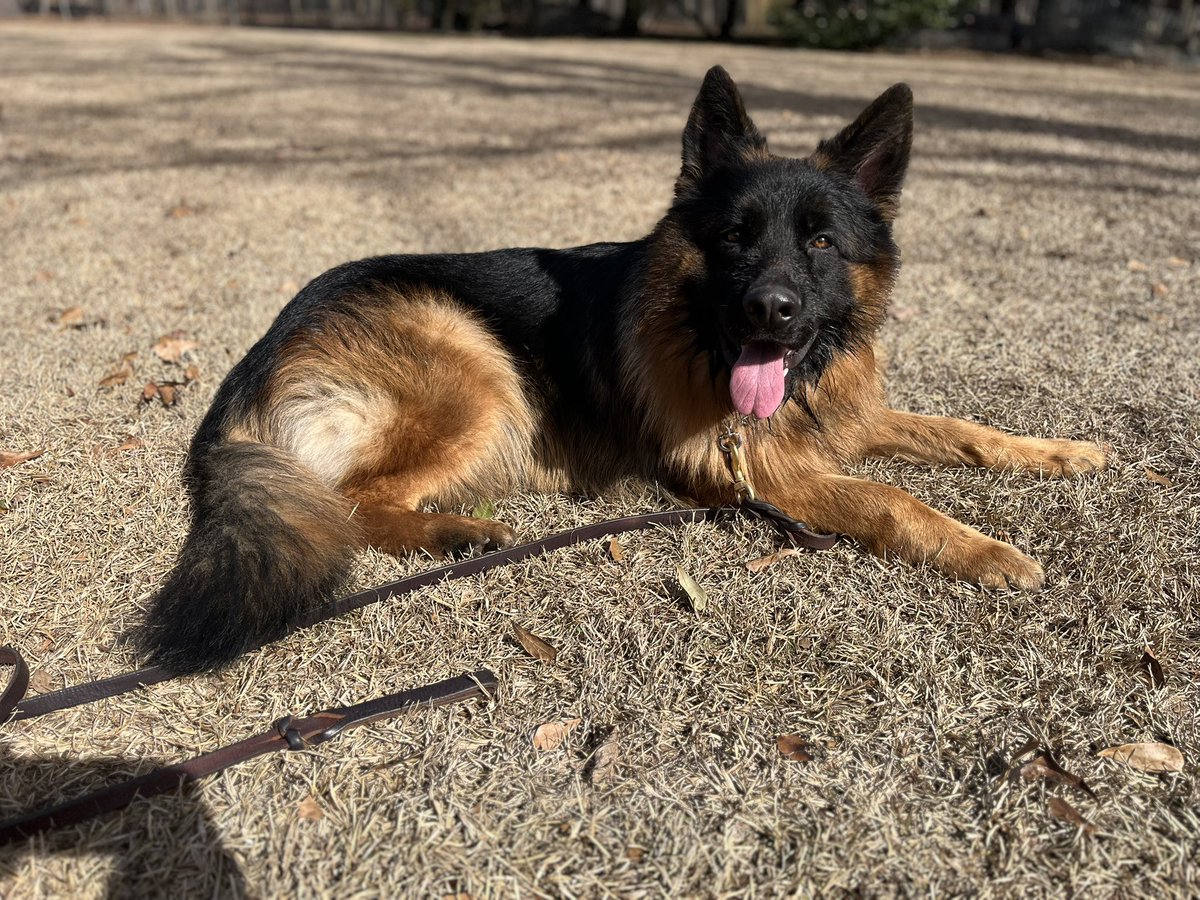 3 of our Bestest Boys!