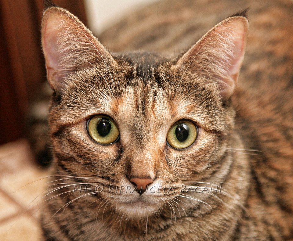 @ferrarisergio4 tweet media