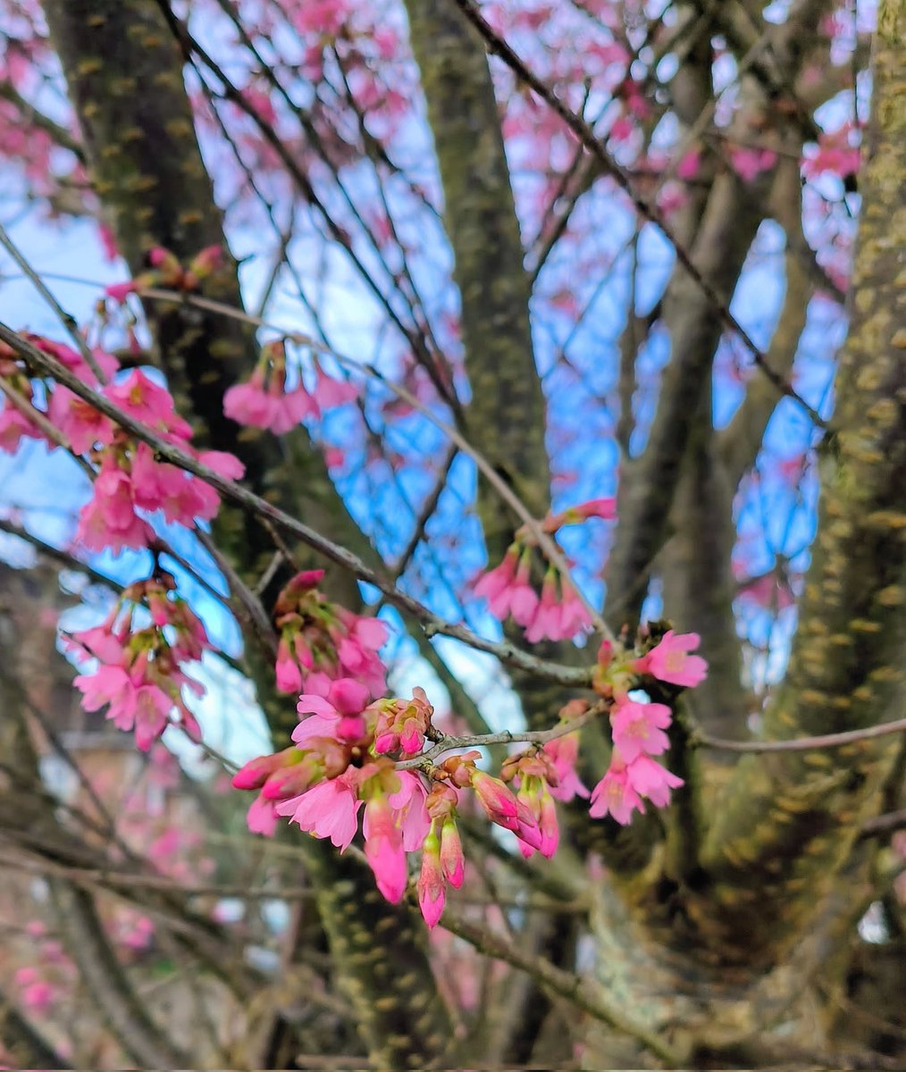 LadyGrace27's tweet image. Winter still lingers, but love is already learning how to bloom...🌸

#Wednesdayvibe #ValentinesWeek 🩷 #Blossom #buds #nature