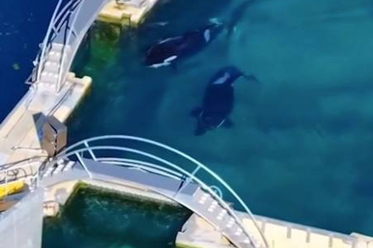 Fears grow for two Orcas left to rot in abandoned zoo as they could be crushed

Two lonely whales are in need of 'urgent' attention experts warn the pair, who were left deserted at a marine centre - face huge safety risks in their rotting tank at the closed Marineland Antibes in