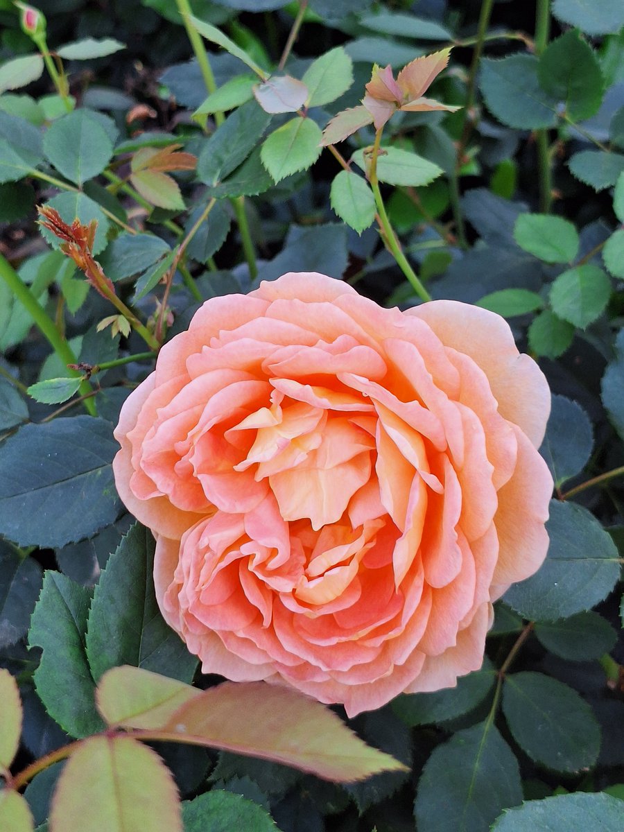 Shelly HW 🏄♀️🐁🐝 (LifeataSwell'sPace) tweet media