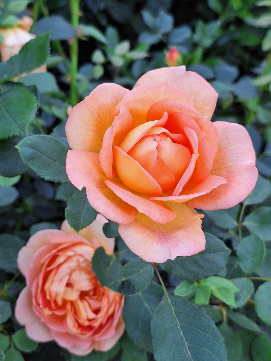 Shelly HW 🏄♀️🐁🐝 (LifeataSwell'sPace) tweet media