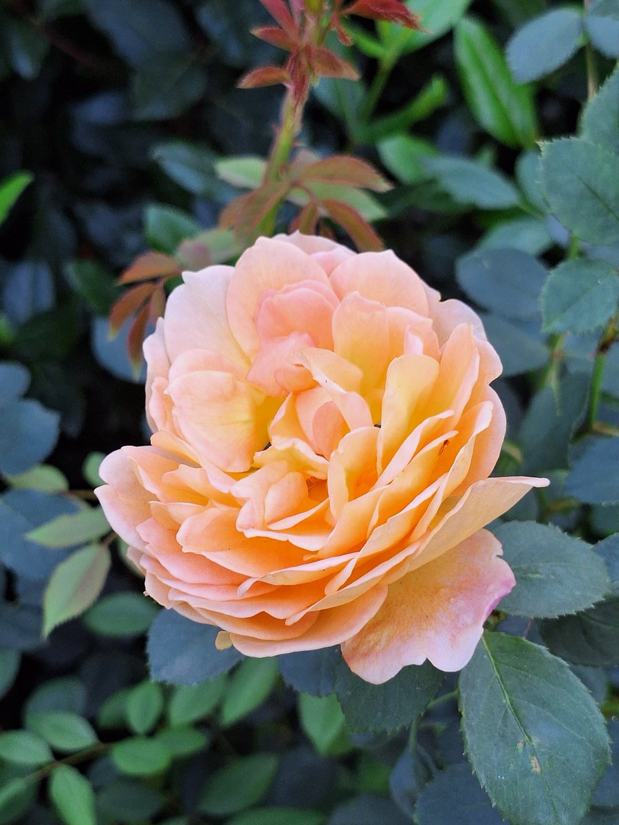 Shelly HW 🏄♀️🐁🐝 (LifeataSwell'sPace) tweet media