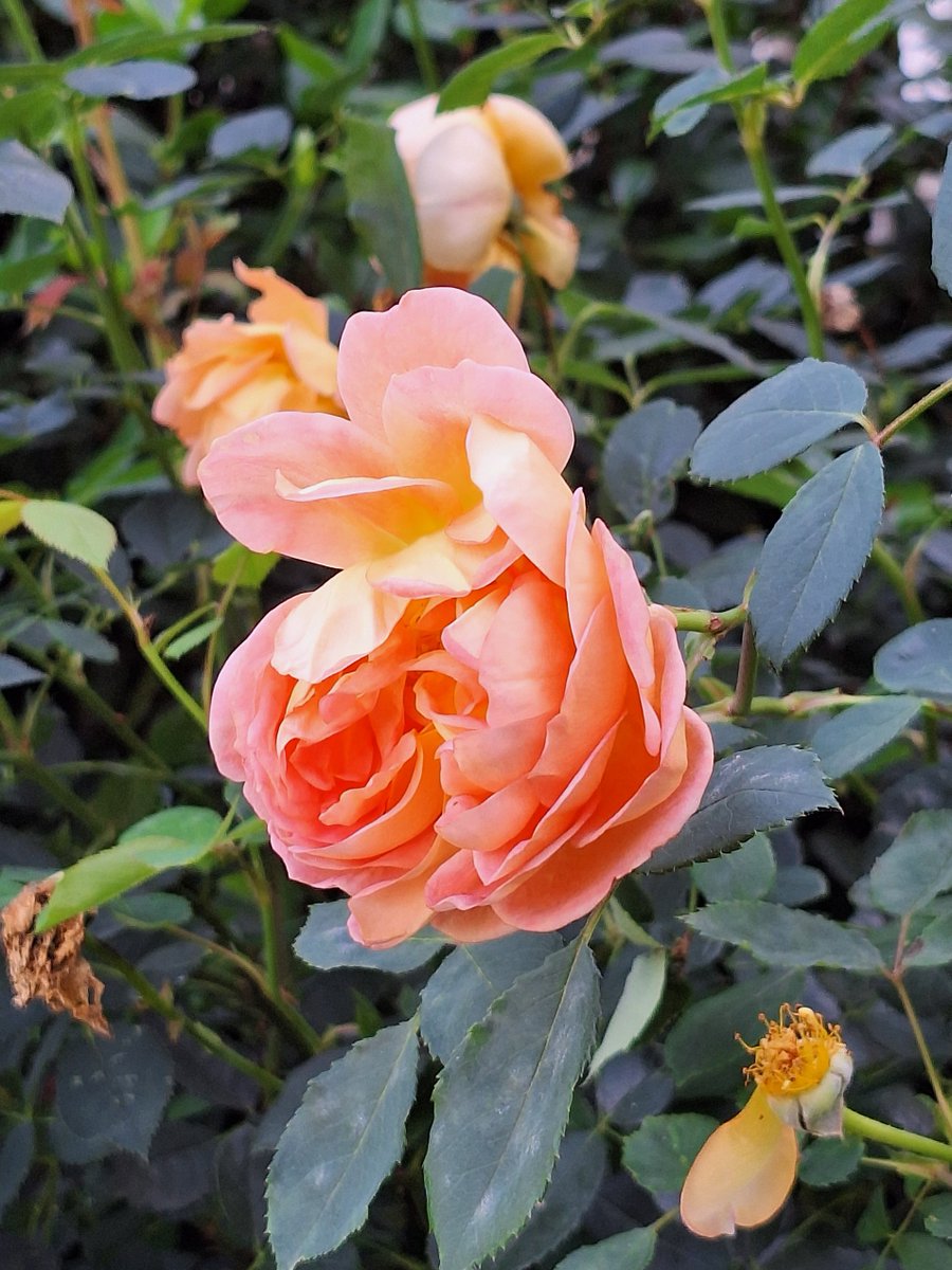 Shelly HW 🏄♀️🐁🐝 (LifeataSwell'sPace) tweet media