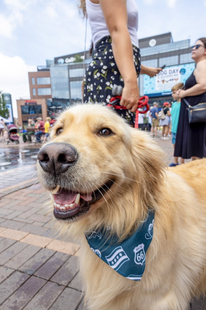 Gallagher Way Chicago tweet media