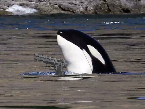 Shamu says it’s time you put lady nights in the ring <a href="/MedievalTimes/">Medieval Times</a>