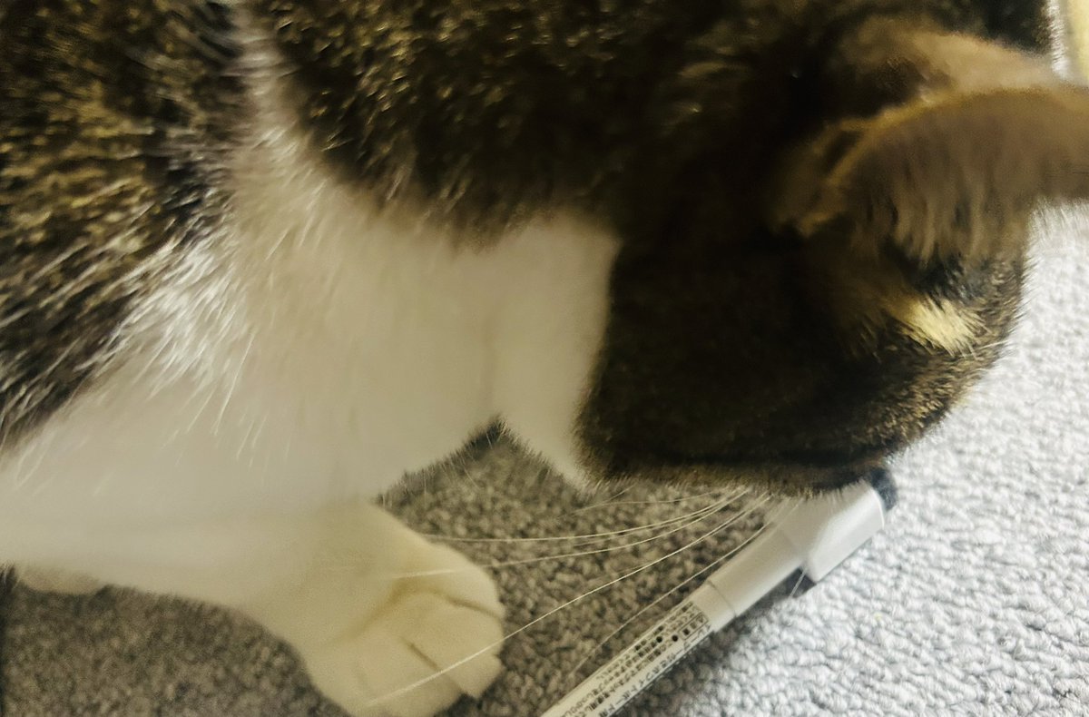 ホワイトボードペンへの執着凄すぎてついに口に咥えて持って行かれた…