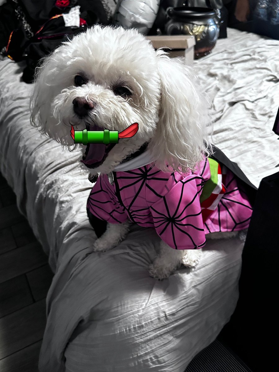 Holi, soy Annie Rojas, actriz de doblaje y estoy poniendo a la venta audios personalizados de mis personajes para poder pagar los estudios de mi perrita Minka🎙️
Muchos saben que Minka es uno de los seres más importantes para mi.
Ha estado a mi lado durante 12 años y últimamente