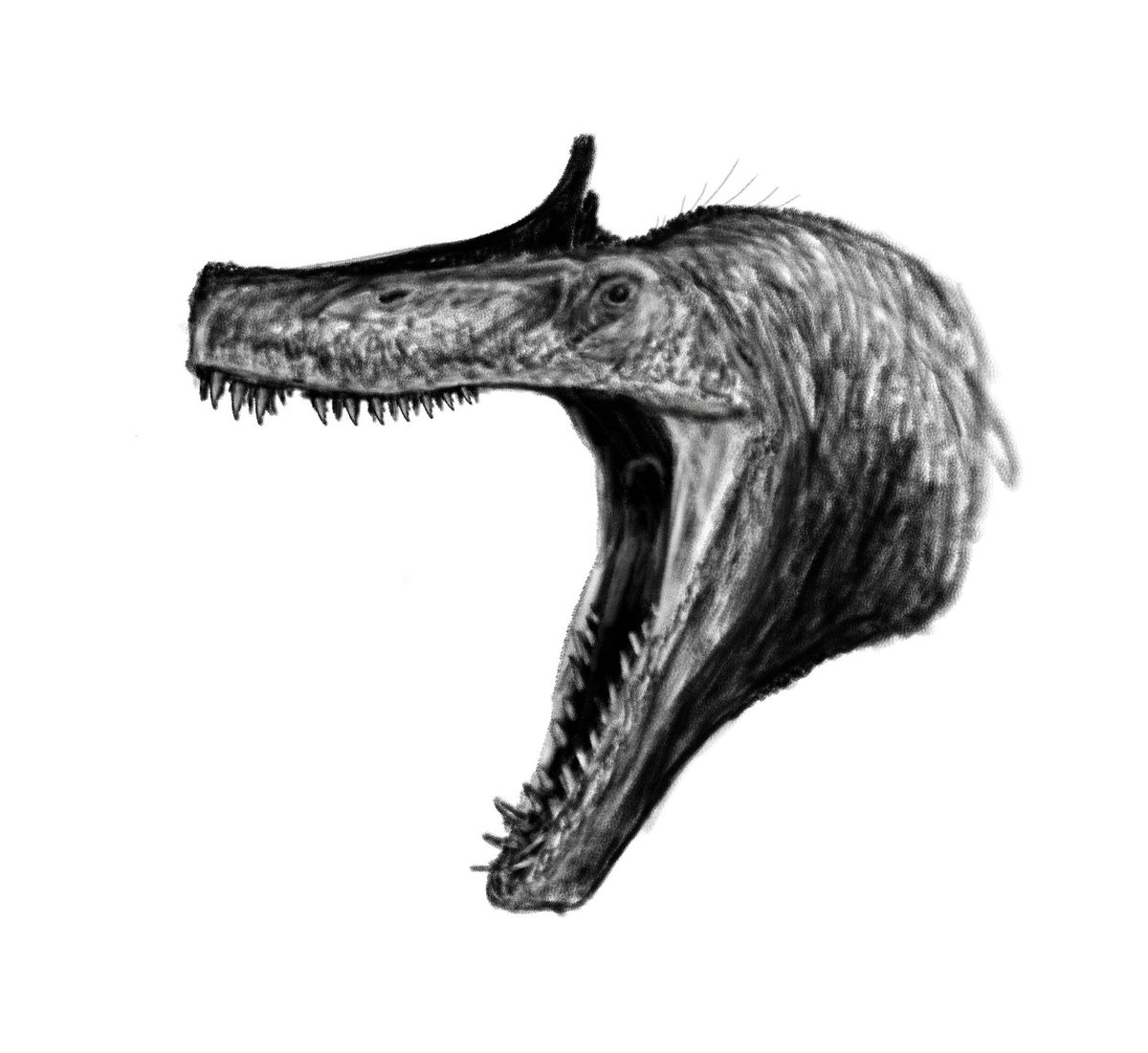 Irritator 🇧🇷 #paleoart