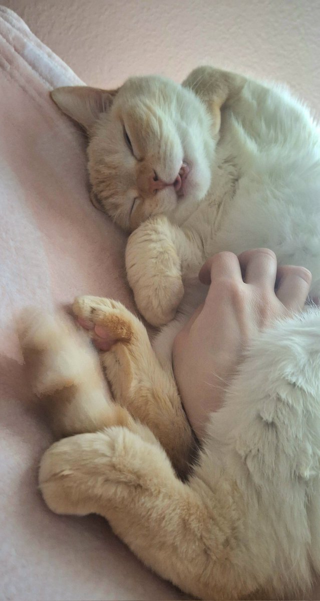 a smiley baby dog wednesday 💕