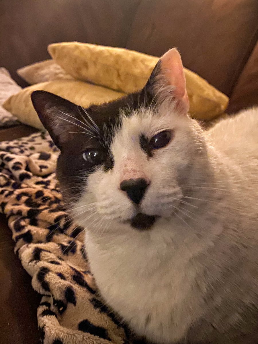 Giuseppe, Rudi & Hannes † tweet media