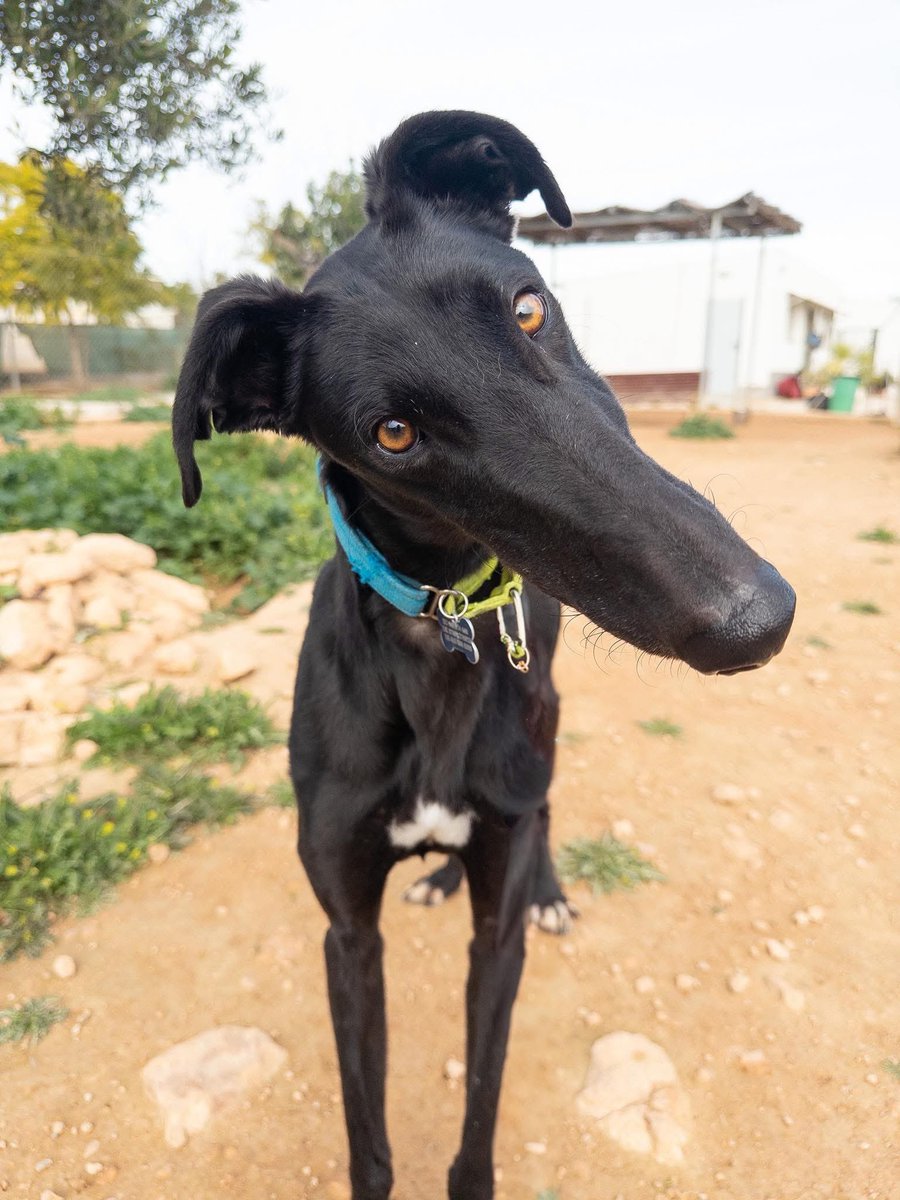 Oh hello says Capirote ❤️
Capirote has been handed in by a Galguero. 
He’s not even 2yrs old. The good news is tho he has more years of fun and love rather than obligation. 
Who’s looking for a sweet black boy with an overbite ??
Plz share 🙏🏻❤️
