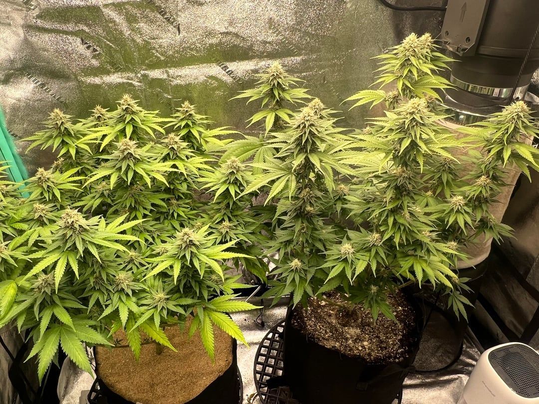 🪙POSTED BY🪙
speshoot
3rd Grow, Sour Diesel on the Left &amp; unknown on the right(but it smells great) 6weeks into flower, Roots Organic Soil in 5 Gals, Gaia Green nutes, also Azomite, Molasses, WC, Langbeinite, Bone Meal, Mammoth P, Fish Amino, Photosynthesis Plus..still learning,