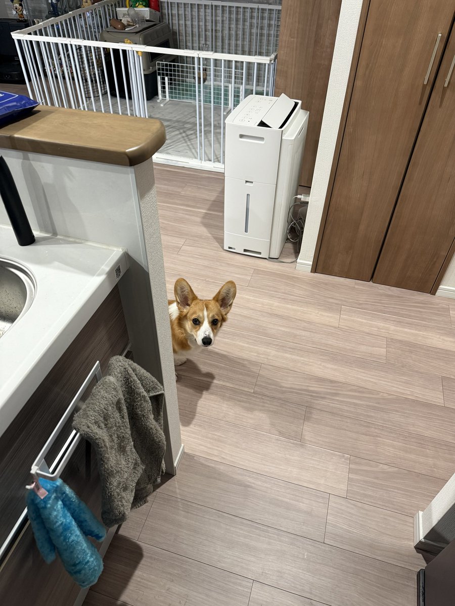 朝食作り見守りルル🐶