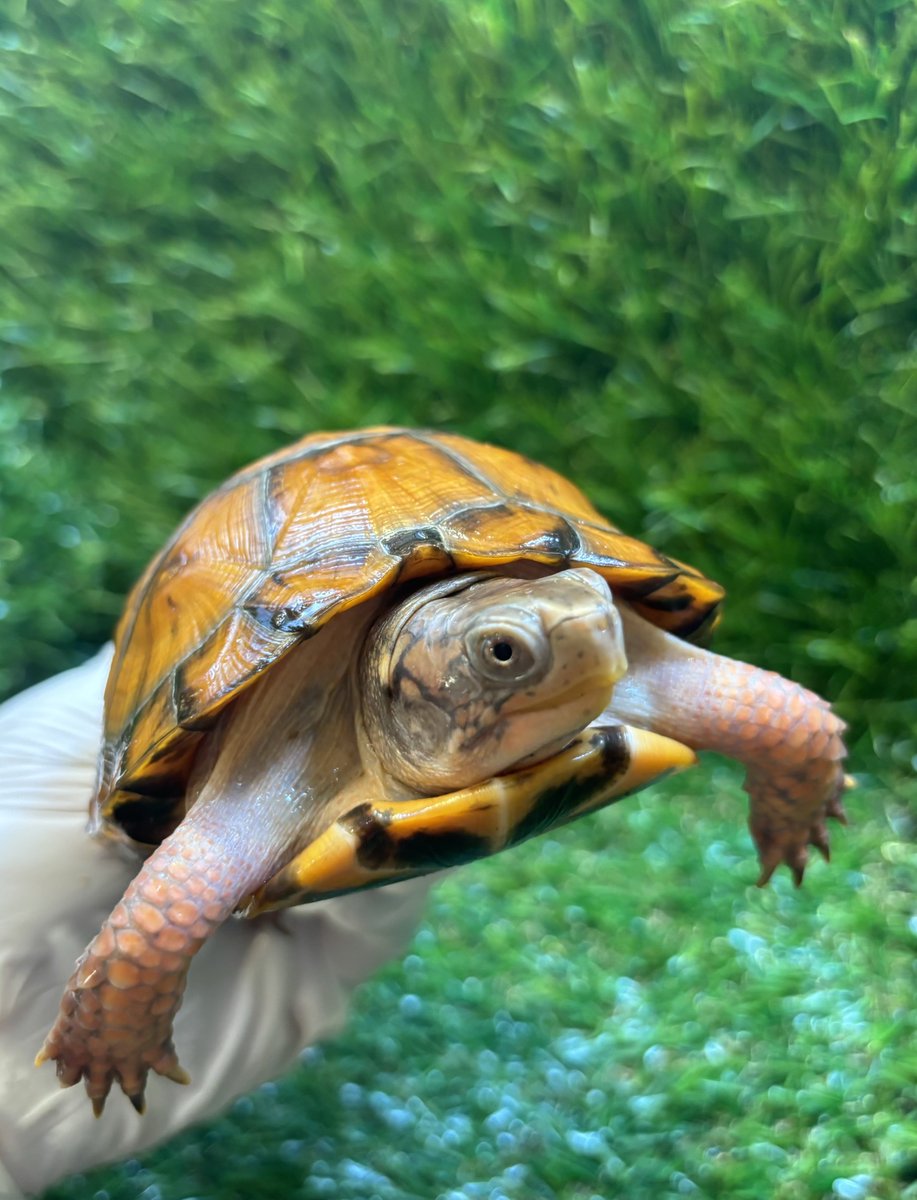 Land-mark tweet media