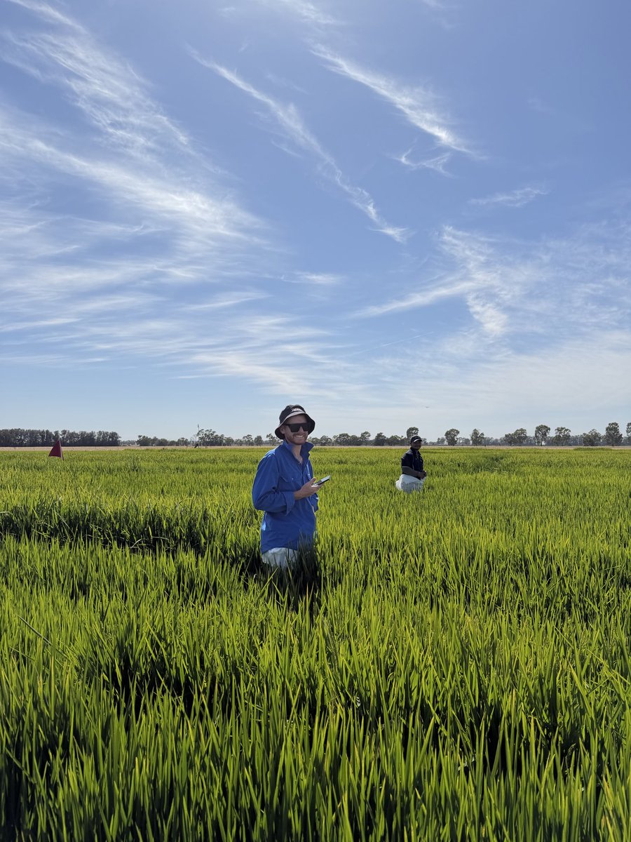 Rice Breeding Australia tweet media
