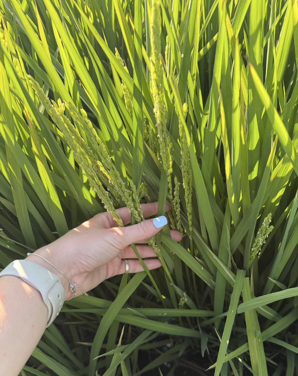 Rice Breeding Australia tweet media
