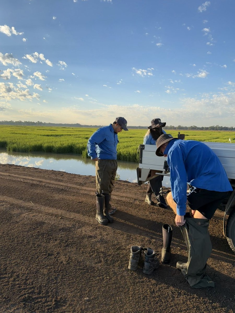 Rice Breeding Australia tweet media