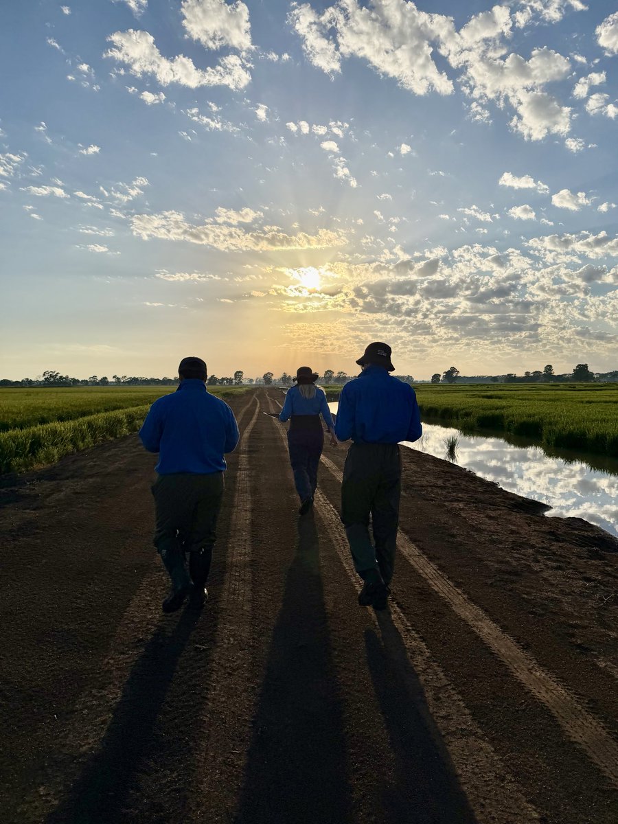 Rice Breeding Australia tweet media